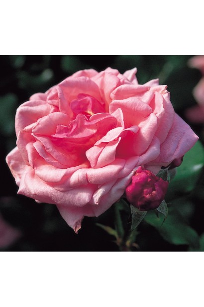 Троянда плетиста Алоха з рожево-абрикосовими квітами